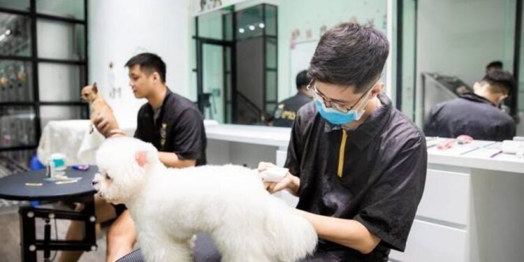 7 Lợi Ích Tuyệt Vời Từ Dịch Vụ SEO Chăm Sóc Thú Cưng Đối Với Doanh Nghiệp
